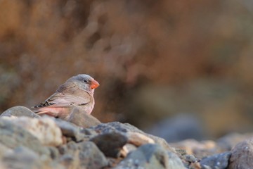 Male Trumpeter Finch - Bucanetes githagineus sitting on the rock