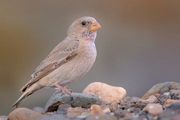 Trumpeter Finch - Bucanetes githagineus