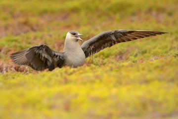 Parasitic Jaeger (Stercorarius parasiticus) captured in flight. Big brown bird flying over the meadow in Norway near seacost with orange background. Two long grey wings
