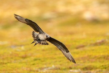 Parasitic Jaeger (Stercorarius parasiticus) captured in flight. Big brown bird flying over the meadow in Norway near seacost with orange background. Two long grey wings