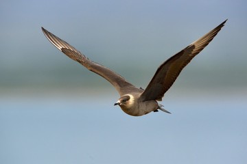 Parasitic Jaeger (Stercorarius parasiticus) captured in flight. Big brown bird flying over the meadow in Norway near seacost with orange background. Two long grey wings