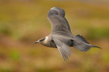 Parasitic Jaeger (Stercorarius parasiticus) captured in flight. Big brown bird flying over the...