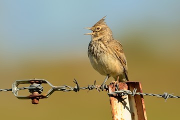 Galerida cristata - Crested Lark sitting on the ground and looking for food