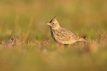 Galerida cristata - Crested Lark sitting on the ground and looking for food