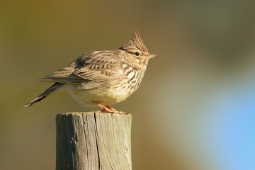 Galerida theklae - Thekla Lark