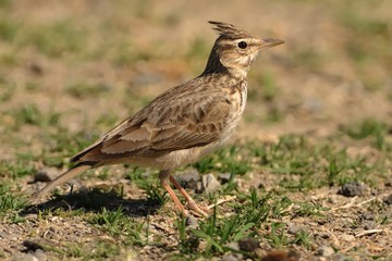 Fototapeta premium Galerida theklae - Thekla Lark sitting and singing in Spain