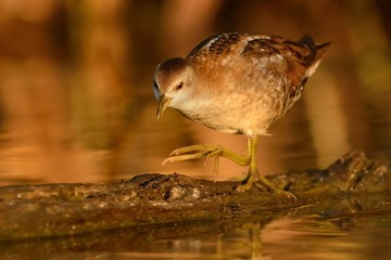 Little Crake - Porzana parva