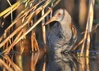 Water Rail - Rallus aquaticus