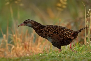 Gallirallus australis - Weka in New Zealand