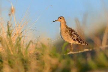 Ruff - Philomachus pugnax in autumn and spring during migration