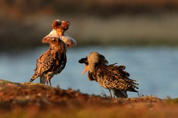 Ruff - Philomachus pugnax males
