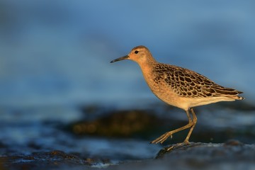 Ruff - Philomachus pugnax in autumn and spring during migration