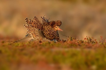 Ruff - Philomachus pugnax