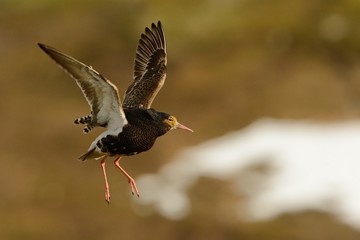 Ruff - Philomachus pugnax