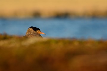 Ruff - Philomachus pugnax