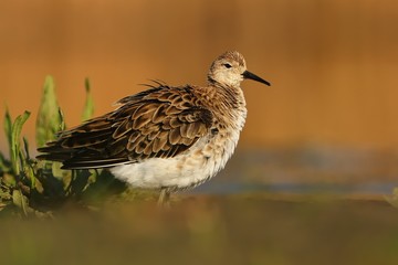 Ruff - Philomachus pugnax in autumn and spring during migration