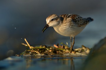 Little Stint (Calidris minuta) during migration