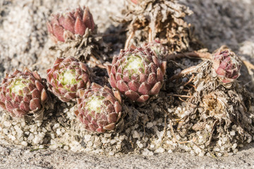 Succulent spherical plant in afternoon sun.