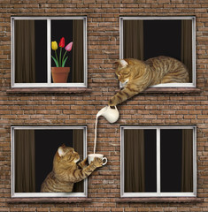 The cat is pouring a cup of milk to his neighbor.