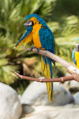 Ara bleu et jaune © SCHAWANN MICHAËL