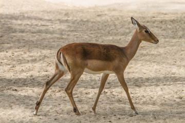 Impala