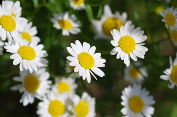 ノースポール（ノースポールギク）