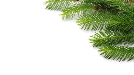 Pine branch isolated on white background