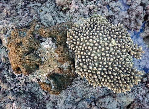 Coral at Koh Bulone, Panka Yai beach, Satun Thailand