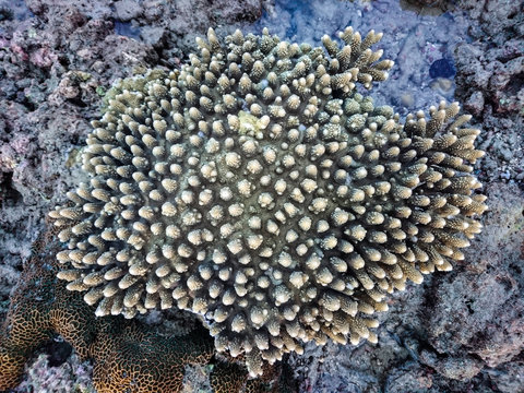 Coral at Koh Bulone, Panka Yai beach, Satun Thailand