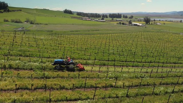 Aerial view farmer on tractor mowing weeds between rows of grapevines in picturesque vineyard landscape. Napa Valley, California.