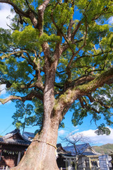 尾道市 艮神社の大楠