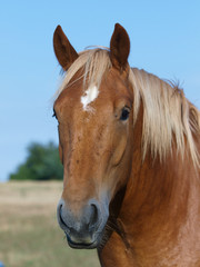 Fototapeta premium Chestnut Horse Head Shot
