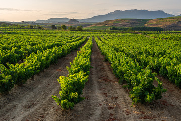 Fototapeta na wymiar Vineyard, San Vicente de la Sonsierra as background, La Rioja, Spain