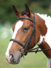 Fototapeta premium Horse Head Shot In Snaffle Bridle