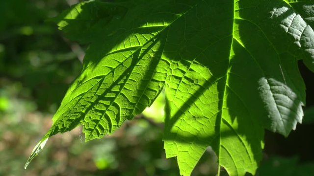 Maple leaf with shining sun rays