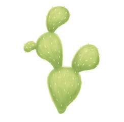 Cactus isolated on white background