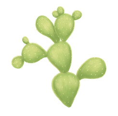 Cactus isolated on white background