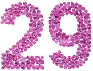 Arabic numeral 29, twenty nine, from flowers of lilac, isolated on white background