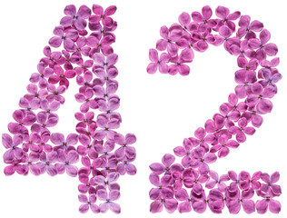 Arabic numeral 42, forty two, from flowers of lilac, isolated on white background