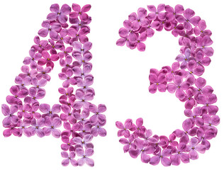 Arabic numeral 43, forty three, from flowers of lilac, isolated on white background