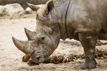 Rhinocéros blanc