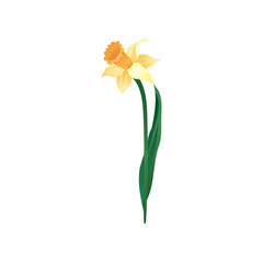 Vector icon of blooming narcissus with yellow petals and orange cup in center. Beautiful spring flower. Nature theme