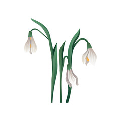 Hand drawn vector icon of beautiful snowdrop. Early spring bell shaped flower with white petals and green leaves. Herbaceous plant