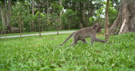  The monkey runs through the park. Macaca in a safari park. Macaca runs on the lawn