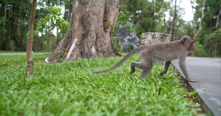 Fototapeta na wymiar The monkey runs through the park. Macaca in a safari park. Macaca runs on the lawn