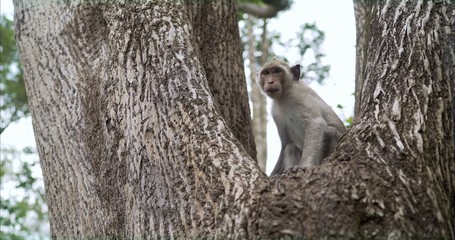 A small monkey sits on a tree. The monkey walks in the park. A monkey in the park sits on a tree.	