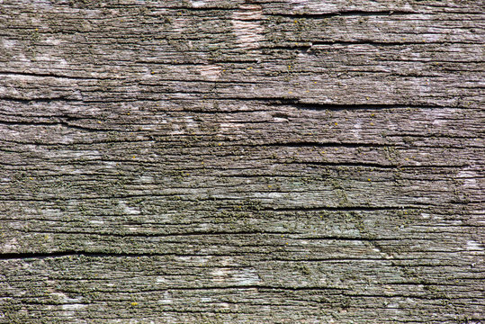 Wood texture. Gray timber board with weathered crack lines. Natural background for shabby chic design. Grey wooden floor image. Aged tree surface close-up backdrop template