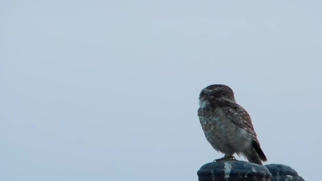 Spotted owlet Athene brama living in concrete jungle sitting on a pole early morning dawn observing surrounding and making calls to other birds sitting on a pole