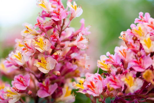 Pink chestnut tree, Aesculus &times; carnea, or red horse-chestnut blossoming flowers