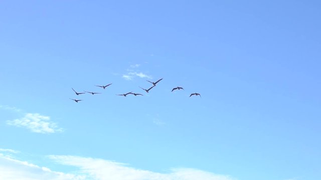 A group of birds flying in slow motion over the camera in a peaceful and free pace.